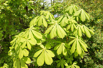 young leaves at springtime of a chestnut tree