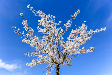 Spring bloosom cherry tree on blue sky background.
