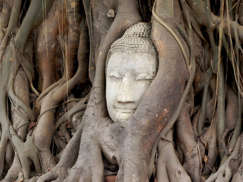 The sandstone Buddha head in the bodhi tree roots at Wat Mahathat temple, Ayutthaya province, Thailand