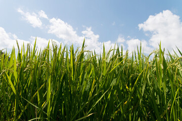 Fototapeta na wymiar View of the rice plants in the farm against the blue sky