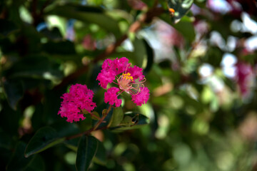 View of the pink flowers in summer
