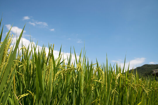 View of the rice plants in the farm against the blue sky