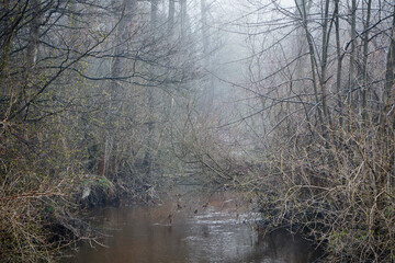 rzeka,mgła  - obrazy, fototapety, plakaty