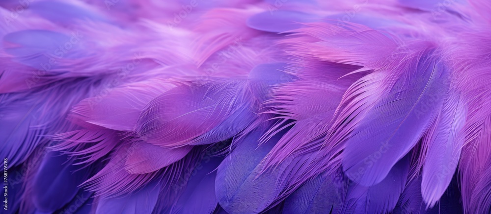 Poster Purple feathers are beautifully spread out in a neat row on a wooden table creating a captivating display