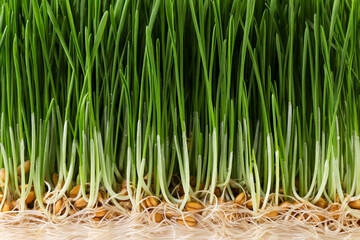 Sprouted wheat background. Healthy eating - 768776713