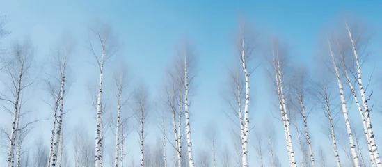 Türaufkleber Multiple rows of thin-trunked birch trees perfectly aligned in a vast field against the backdrop of a clear blue sky in the winter season © vxnaghiyev