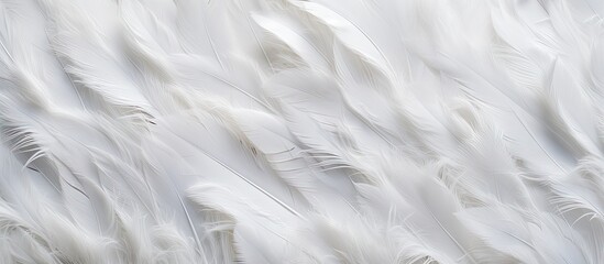 Obraz premium Close-up view of a delicate white feather set against a solid black backdrop, showcasing intricate details and textures