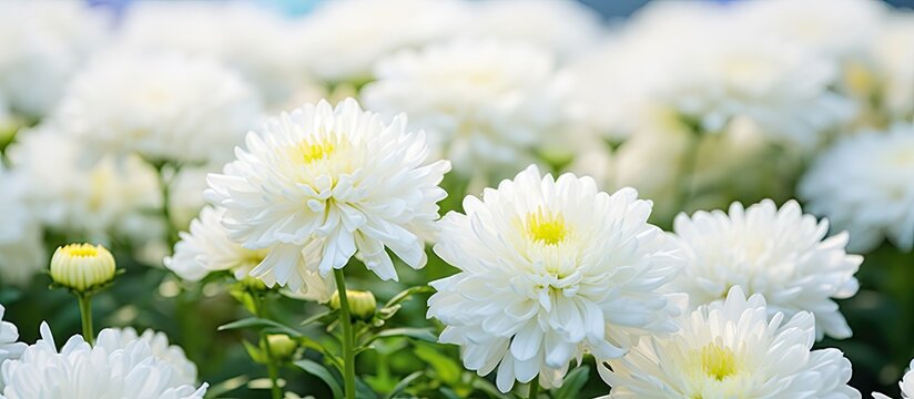 White chrysanthemum flowers are in bloom in a picturesque farm landscape, creating a beautiful display of ornamental flowers in the garden.