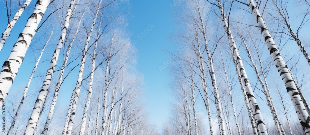 Poster a serene winter scene featuring multiple rows of birch trees with thin white blankets of snow, under