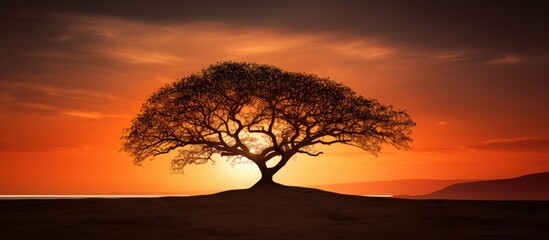 A lone tree standing gracefully atop a hill as the sun dips below the horizon in the background, creating a stunning silhouette against the sky - obrazy, fototapety, plakaty