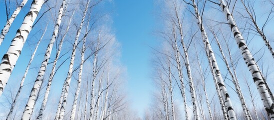 A serene winter scene featuring multiple rows of birch trees with thin white blankets of snow, under a clear blue sky