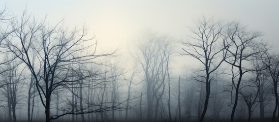 Diminishing visibility in a late autumn forest, the landscape is enveloped in mist, revealing silhouettes of leafless trees