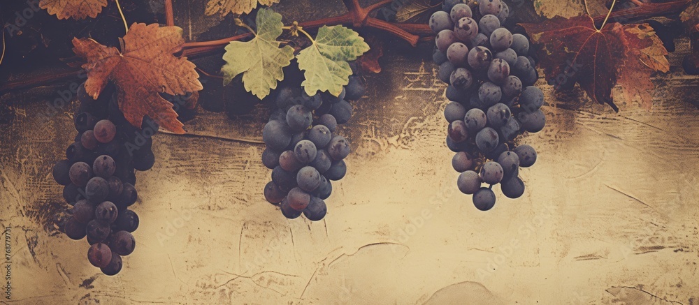 Poster Abundant grape bunches are suspended from a vine growing on a rustic wall, creating a vintage look with a textured patina finish