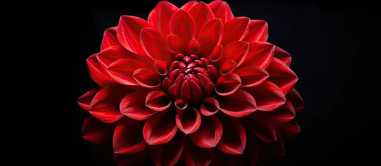  Vivid dahlia bloom in red shade photographed in isolation against a deep black background in a close-up view © vxnaghiyev