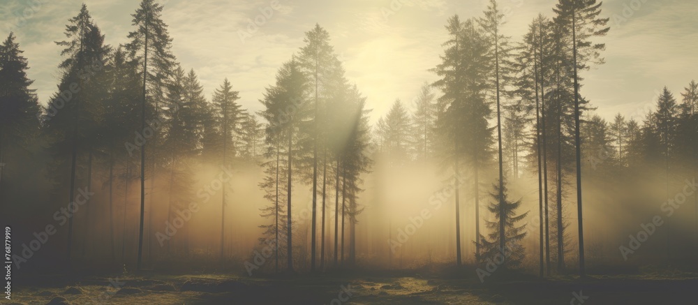 Poster Sunlight filters through the dense greenery of a lush forest, creating a mesmerizing natural display