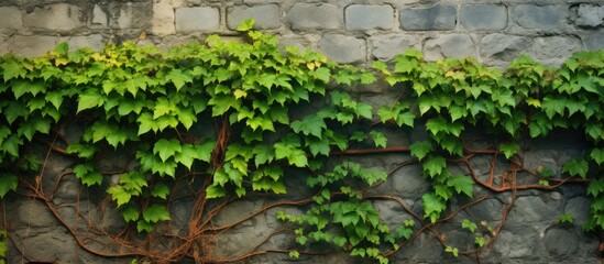 Green plant sprouting amidst the rugged stones of a wall, entwined with two varieties of untamed vines