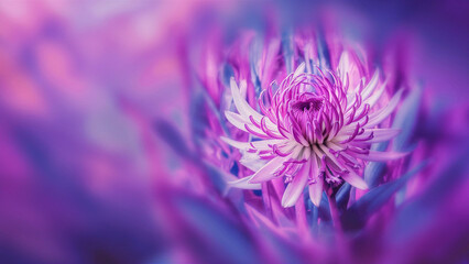 Beautiful purple flower background, close-up purple flower petals