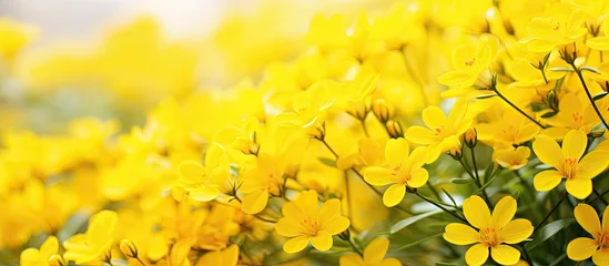 Zelfklevend Fotobehang Yellow flowers are in full bloom, standing out brightly against a lush field of green grass under the spring sun © vxnaghiyev