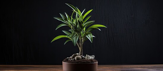 Close-up photo showing a sapling of Dracaena loureirii planted in soil inside a pot placed on a table