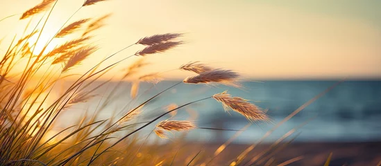 Fototapete Rund Graceful tall grasses gently swaying in the breeze near the ocean as the sun sets in a picturesque autumn scene © vxnaghiyev