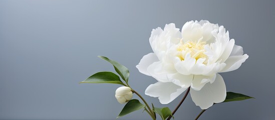 The image displays a delicate white peony blossom showcased in a glass vase placed on a smooth surface