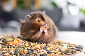 Funny fluffy Syrian hamster sits on a handful of seeds and eats and stuffs his cheeks with stocks. Food for a pet rodent, vitamins. Close-up - obrazy, fototapety, plakaty