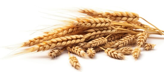 Detailed view of a cluster of wheat grains densely packed together on a clean white tabletop - obrazy, fototapety, plakaty