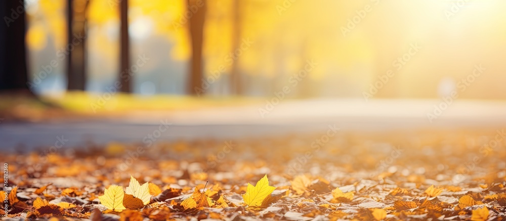 Poster colorful yellow autumn leaves strewn across the ground of a serene park with sunlight filtering thro
