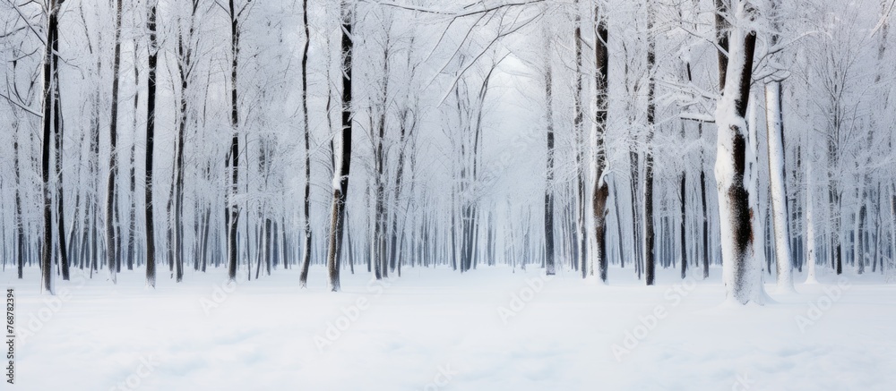 Poster winter landscape in a forest with snow covering the trees and ground, creating a serene and beautifu