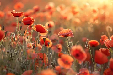 Fototapete Rund red poppy field © Aqsa