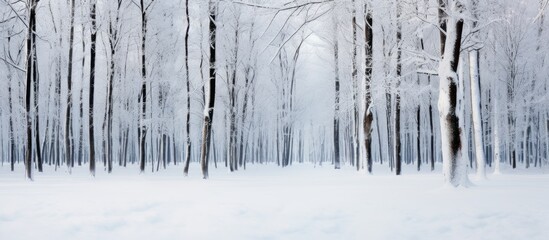 Winter landscape in a forest with snow covering the trees and ground, creating a serene and beautiful scene