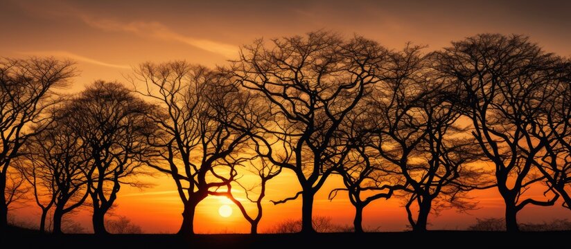 Dark tree silhouettes stand out against a colorful sky during sunset with the sun setting behind them, creating a dramatic natural scene