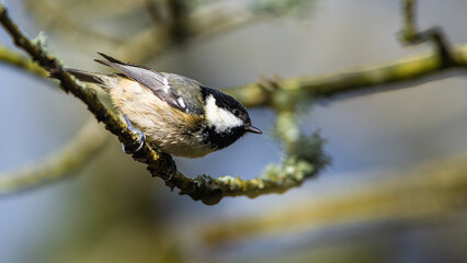 Coal Tit, Periparus ater, bird in forest at winter sun