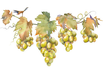 Green grapes bunch with leaves. Isolated clip art. Hand painted watercolor illustration.