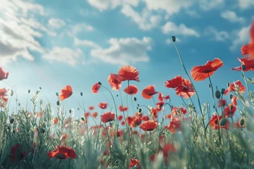Foto op Plexiglas poppy field with sky © Aqsa