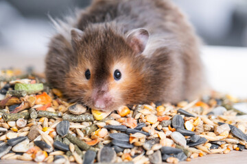 Funny fluffy Syrian hamster sits on a handful of seeds and eats and stuffs his cheeks with stocks. Food for a pet rodent, vitamins. Close-up - obrazy, fototapety, plakaty