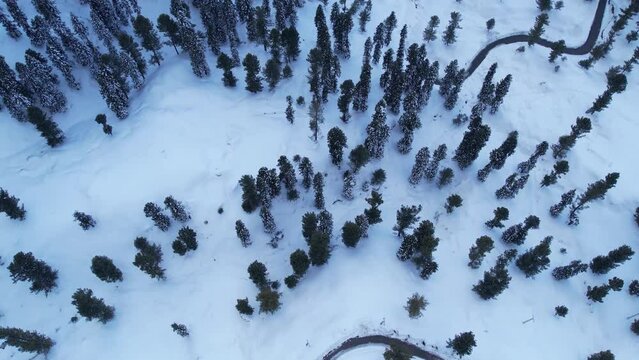Top down aerial view of pine trees forest and roads covered in snow in Himalayan mountains