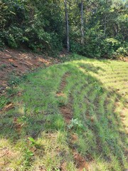trail in the woods