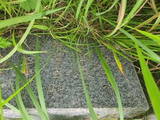 grass with roots