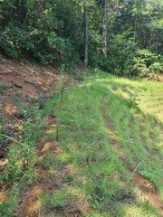 path in the forest