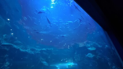 Korean aquarium