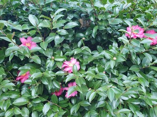 pink flowers