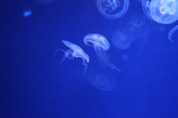 jellyfish