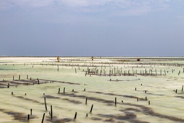 there are several poles in the water by the shore and a building
