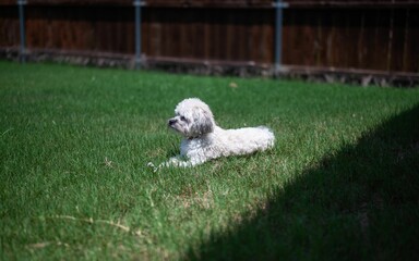 Closeup of an adorable domestic Maltese dog in a lush green on a sunny day