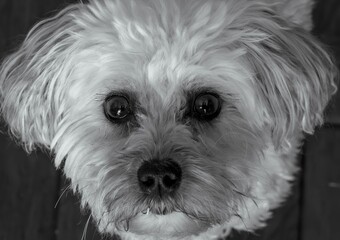 Grayscale of an adorable domestic Maltese dog with a blurry background