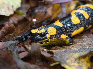 Close-up of a black and yellow spotted lizard slithering on foliage
