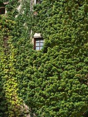 Scenic view of a window of a building covered with green plants in Bad Kreuzen, Austria