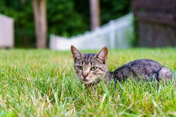 Naklejka na ściany i meble Closeup shot of a beautiful tabby cat with bright green eyes on a grassy field