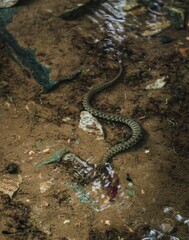 Closeup of a Dice snake in a tranquil body of water with a blurry background